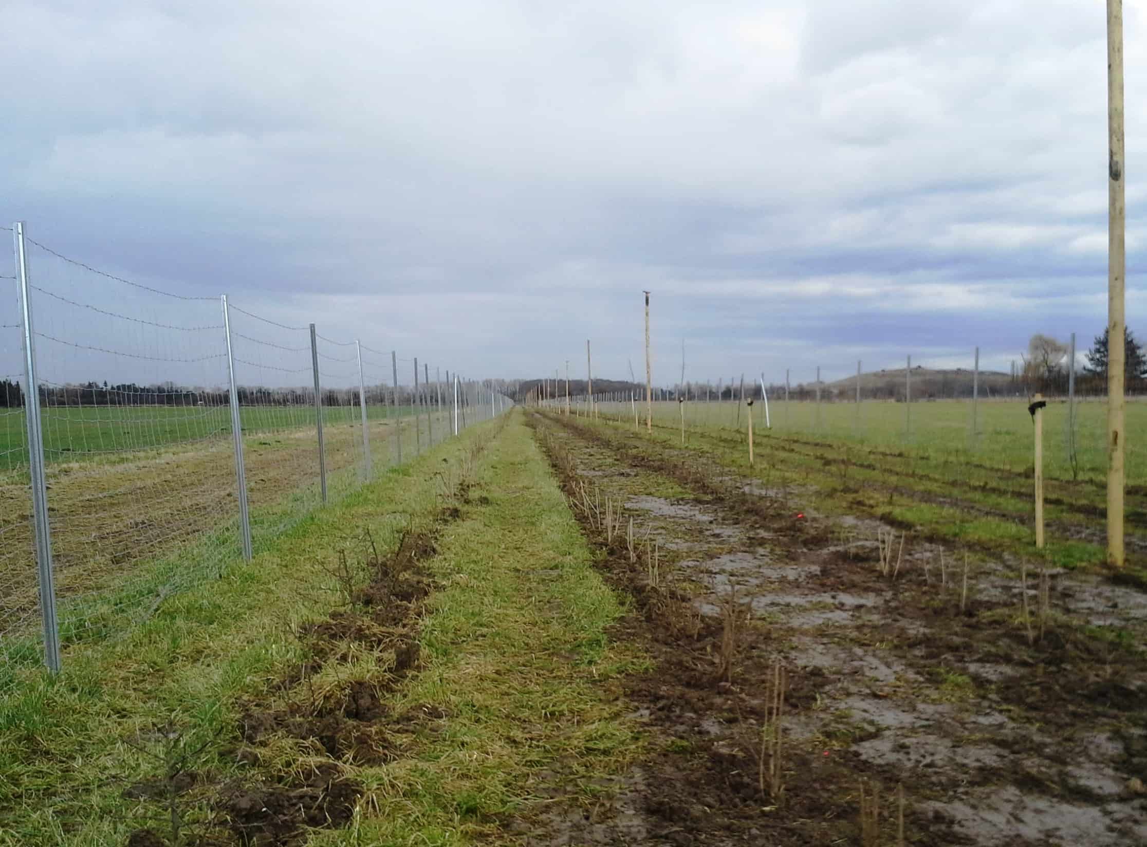 Neu gepflanzte Hecke entlang eines Feldes