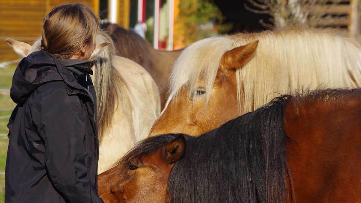 Teilnehmerin im ruhigen Kontakt mit zwei Pferden beim pferdegestützten Training