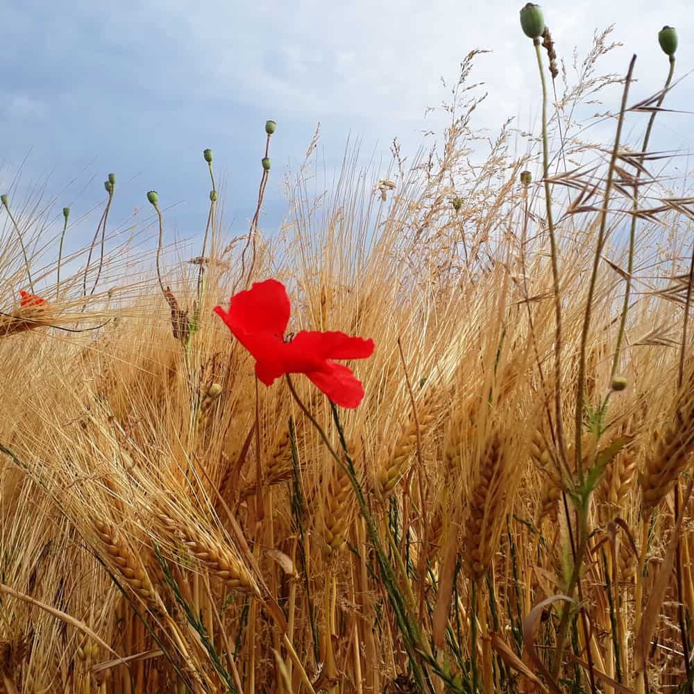 Roter Mohn in einem Getreidefeld