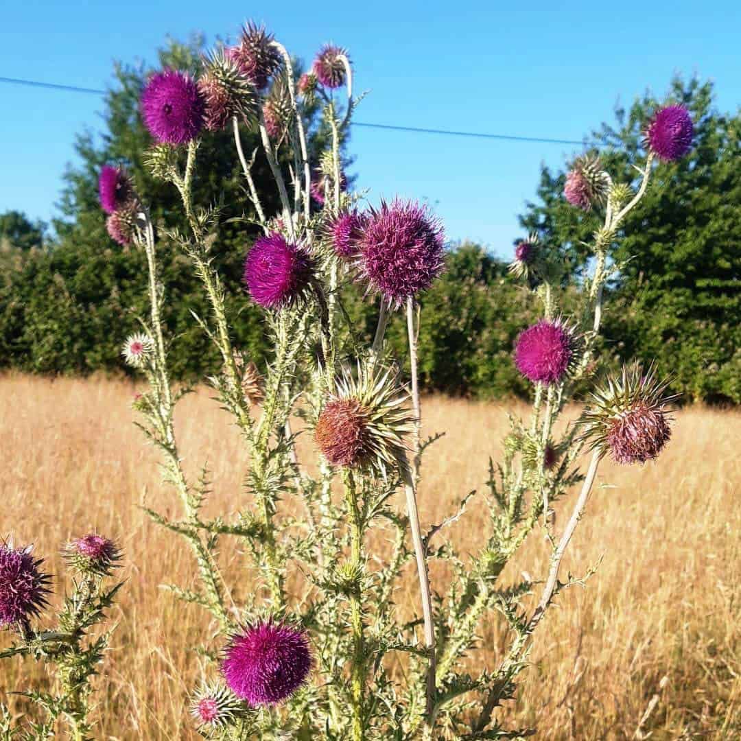 Blühende Disteln am Feldrand