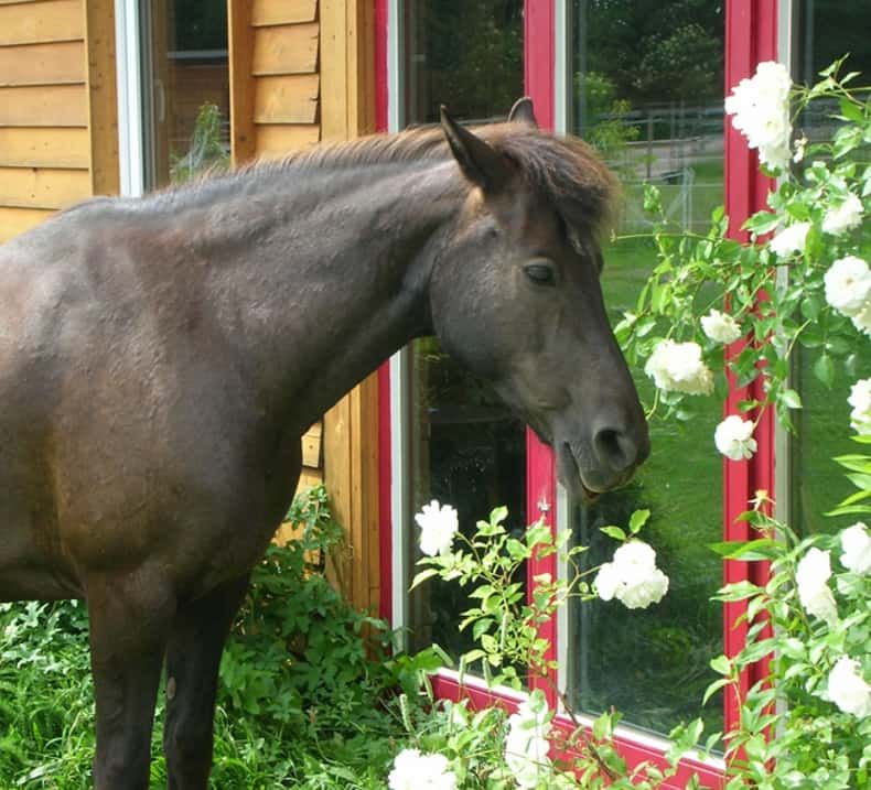 Stute Laska, Co-Trainerin, vor dem Trainingszentrum