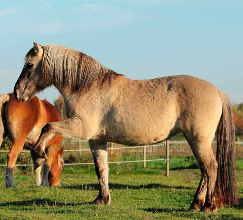Konik-Stute Maruschka, Co-Trainerin, auf der Koppel