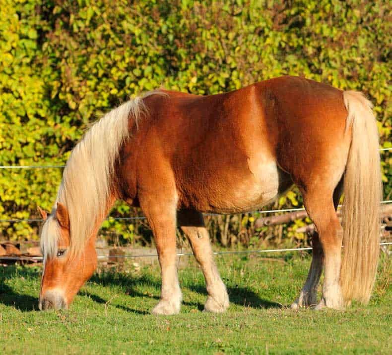 Fuchsstute Frau Maximus Krause, Co-Trainerin und Chefin der Herde