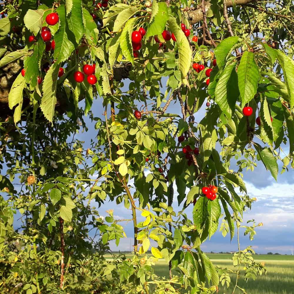 Strauch mit roten Beeren vor blauem Himmel