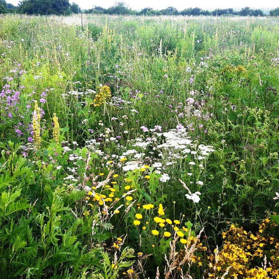 Blühende Wildblumenwiese