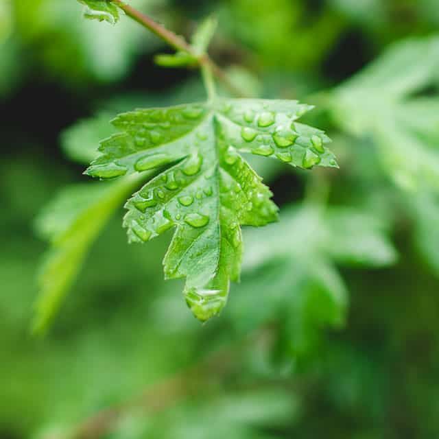 Grünes Blatt mit Wassertropfen