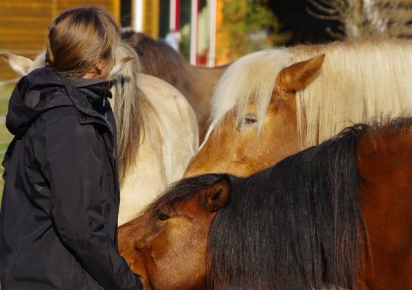 Teilnehmerin im ruhigen Kontakt mit zwei Pferden beim Teamevent