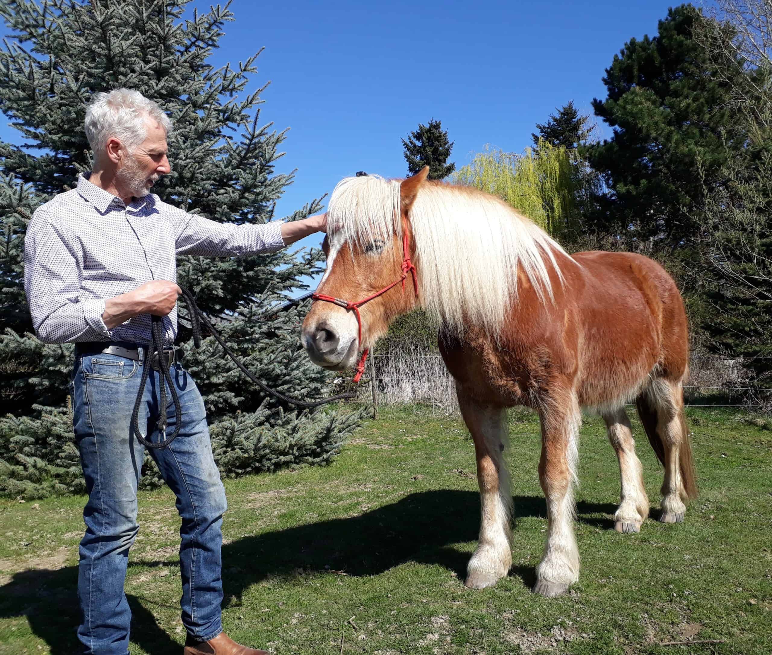 Teilnehmer streichelt beim pferdegestützten Coaching einen Haflinger