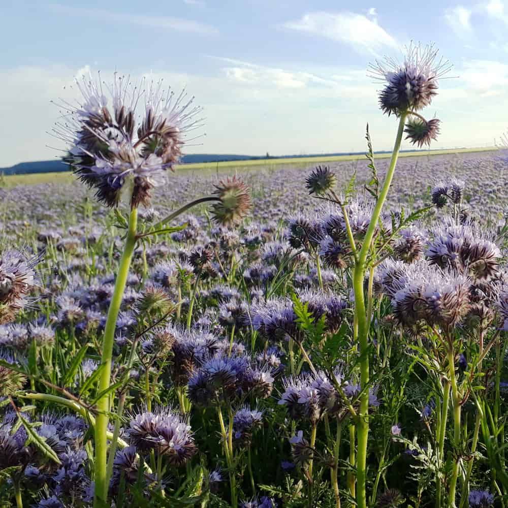 Blühende Phacelia auf einem Feld