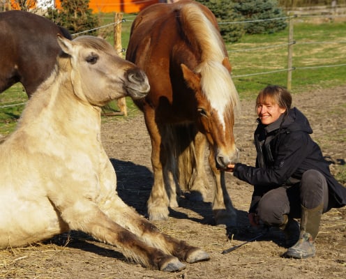Pferdegestütztes Coaching in Leipzig Systemisches Coaching mit Pferd in Leipzig